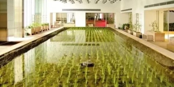 美國人把辦公桌搬進(jìn)了熱帶雨林，日本人把農(nóng)場搬進(jìn)了寫字樓！
